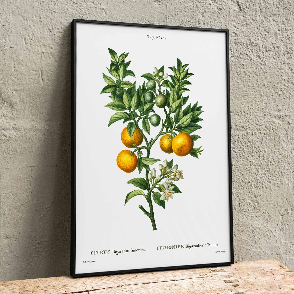 Orange amère-douce Canvas Print