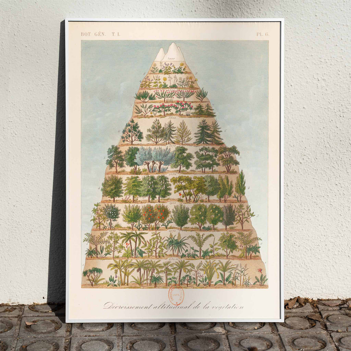Décroissement altitudinal de la végétation Canvas Print