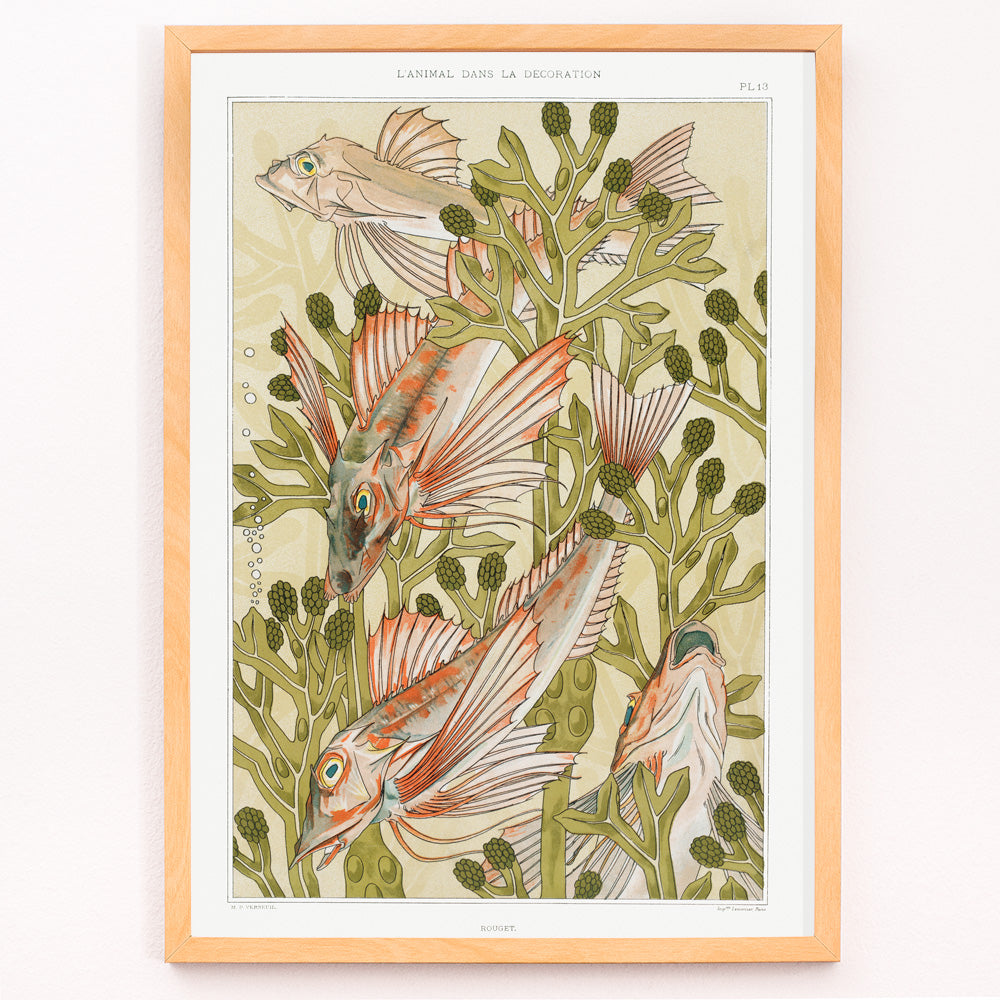 Rouget et algues Canvas Print