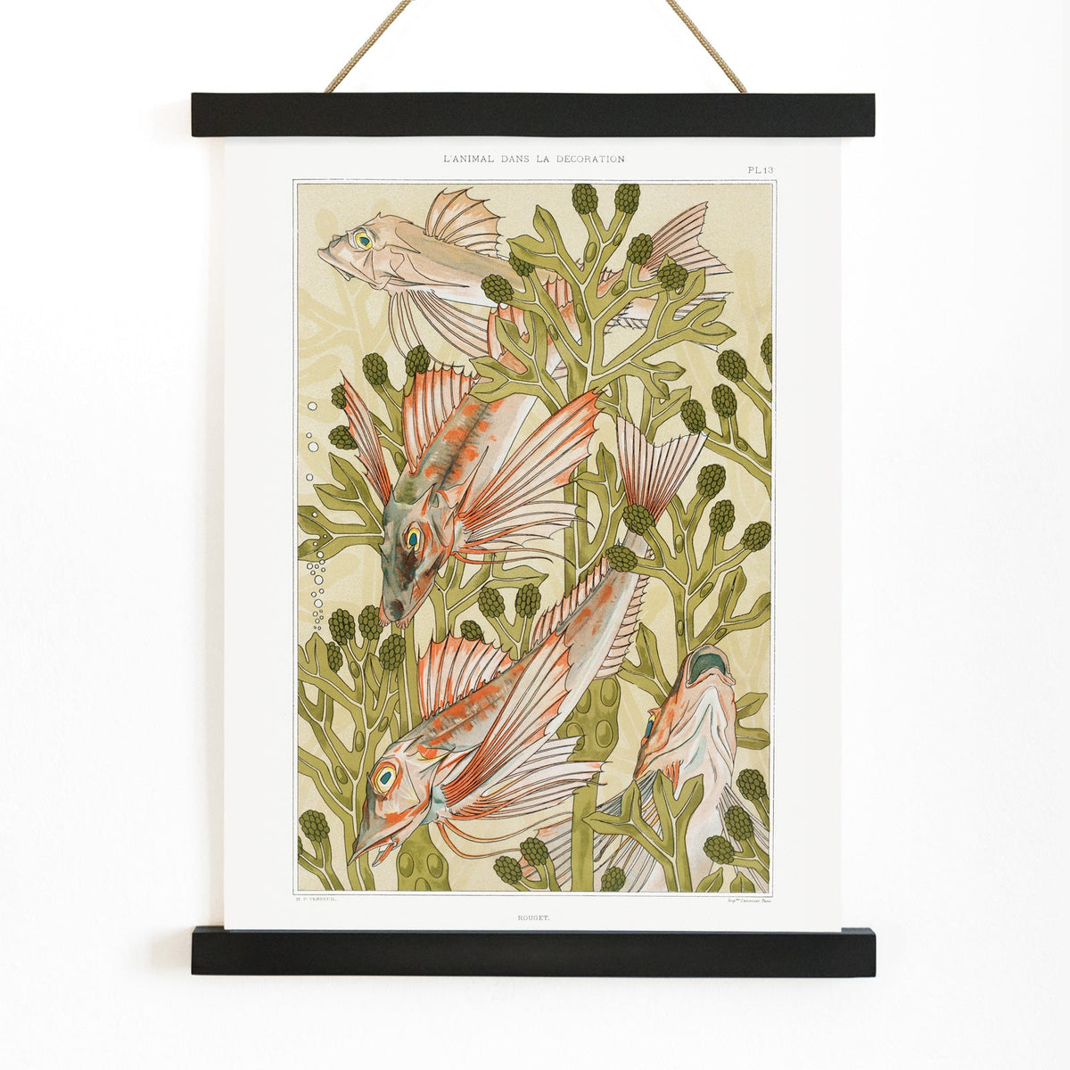 Rouget et algues Canvas Print
