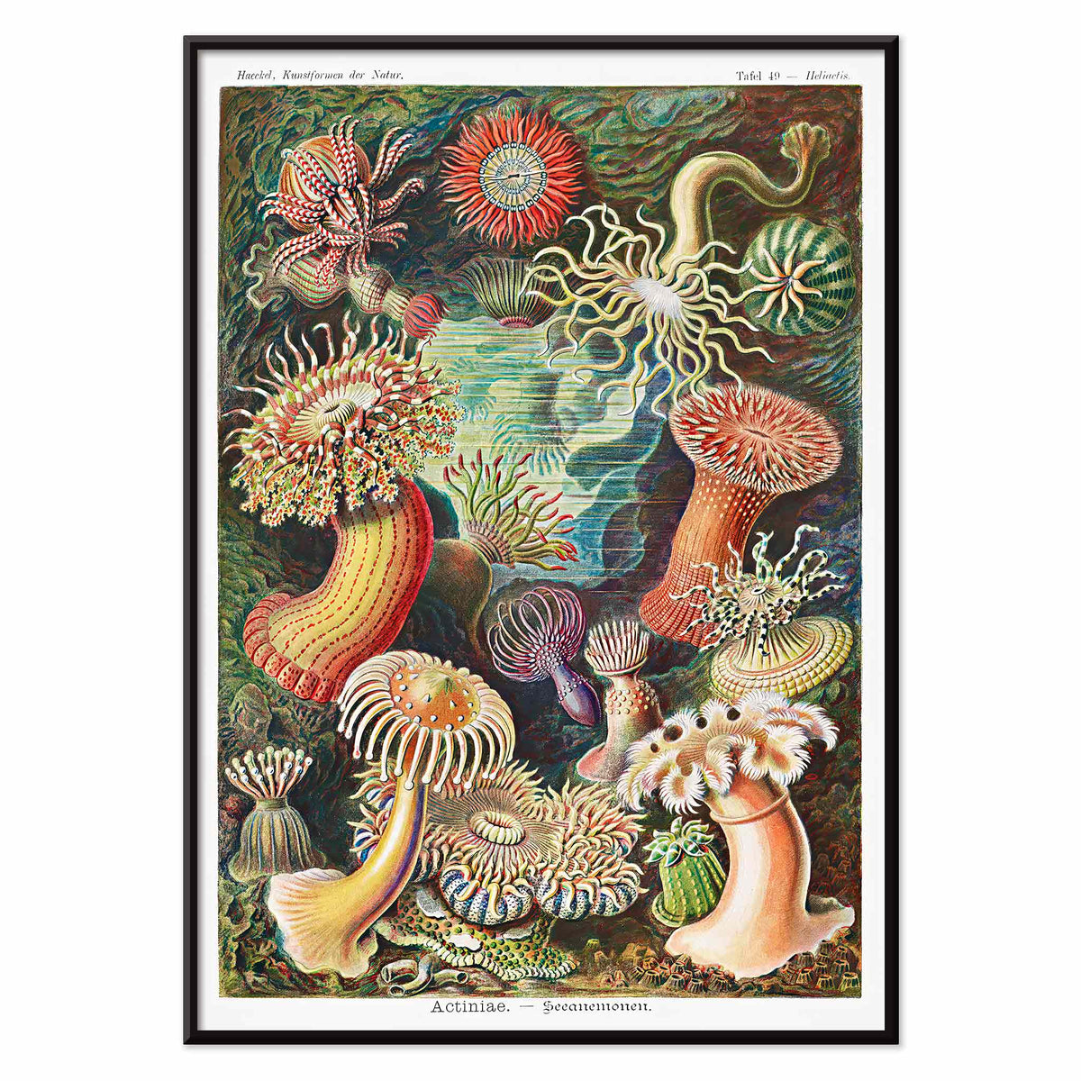 Actiniae Canvas Print