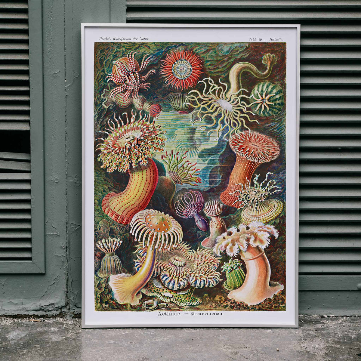 Actiniae Canvas Print