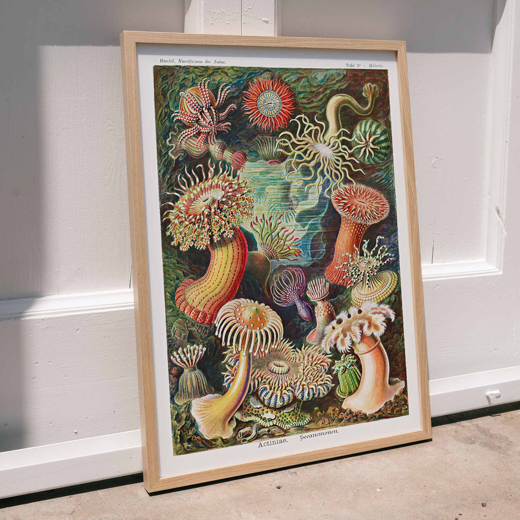 Actiniae Canvas Print