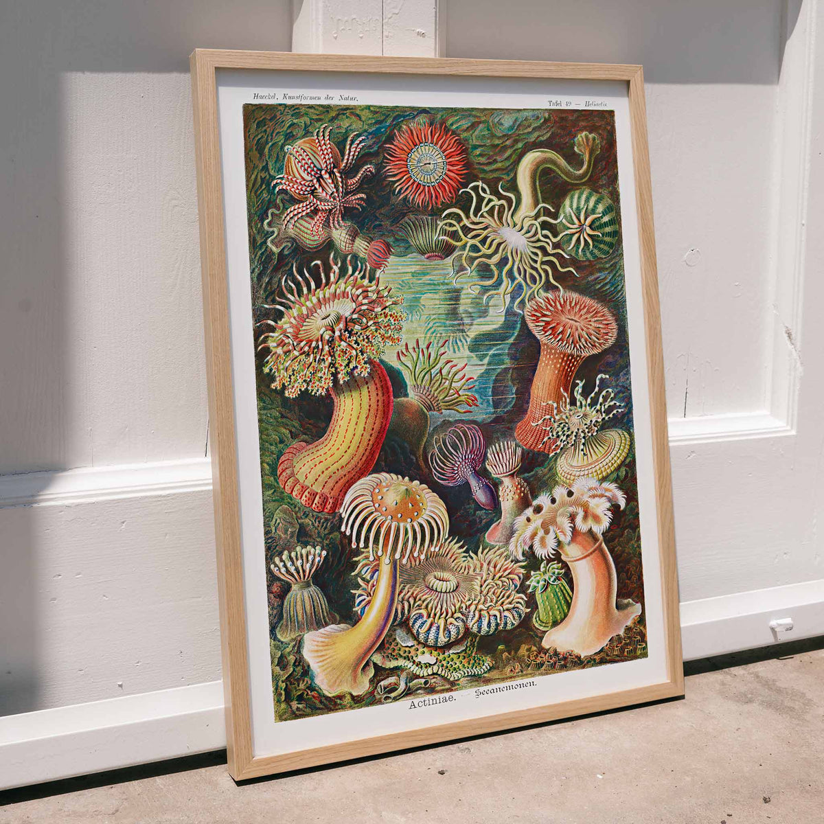 Actiniae Canvas Print