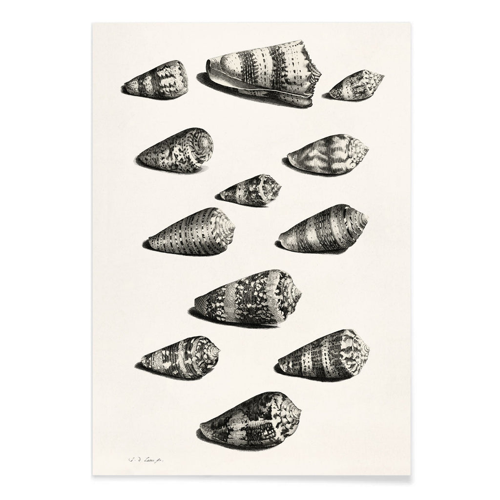Douze coquillages Canvas Print