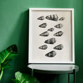 Douze coquillages Canvas Print