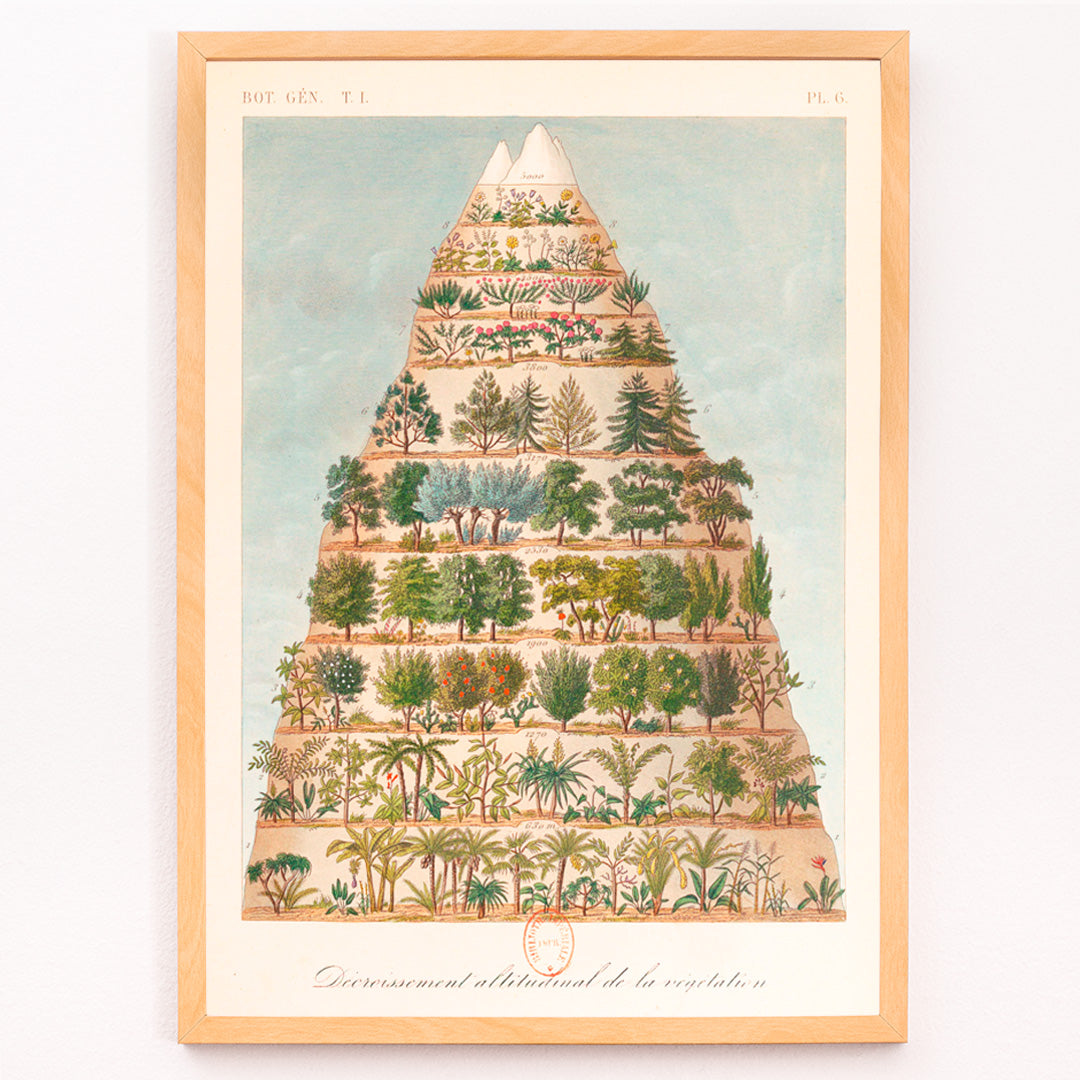 Décroissement altitudinal de la végétation Canvas Print