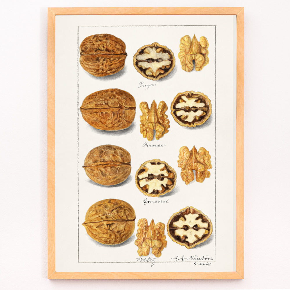 Noix Canvas Print
