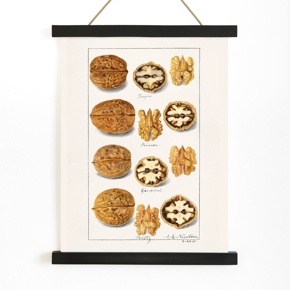 Noix Canvas Print