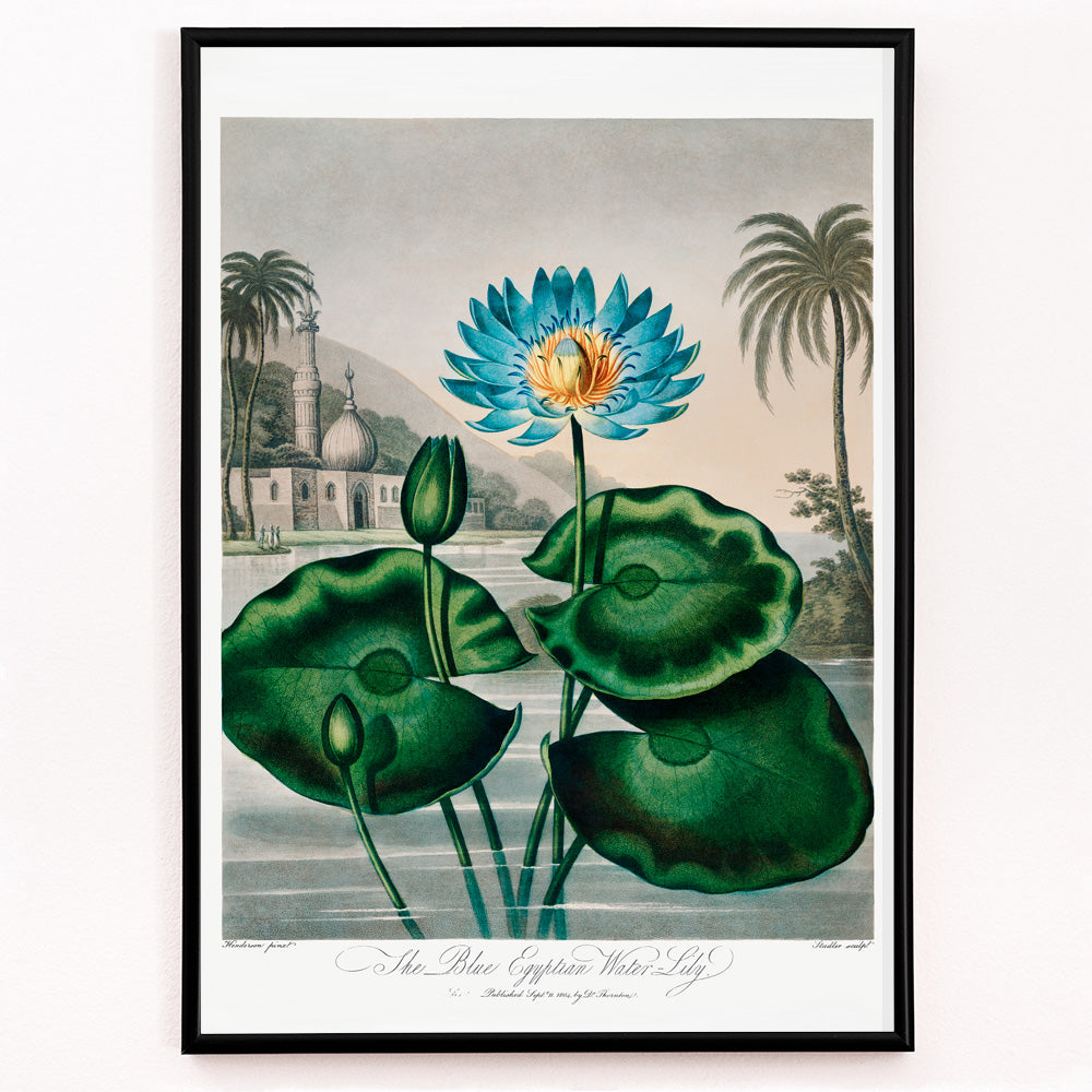 Le nénuphar égyptien bleu Canvas Print