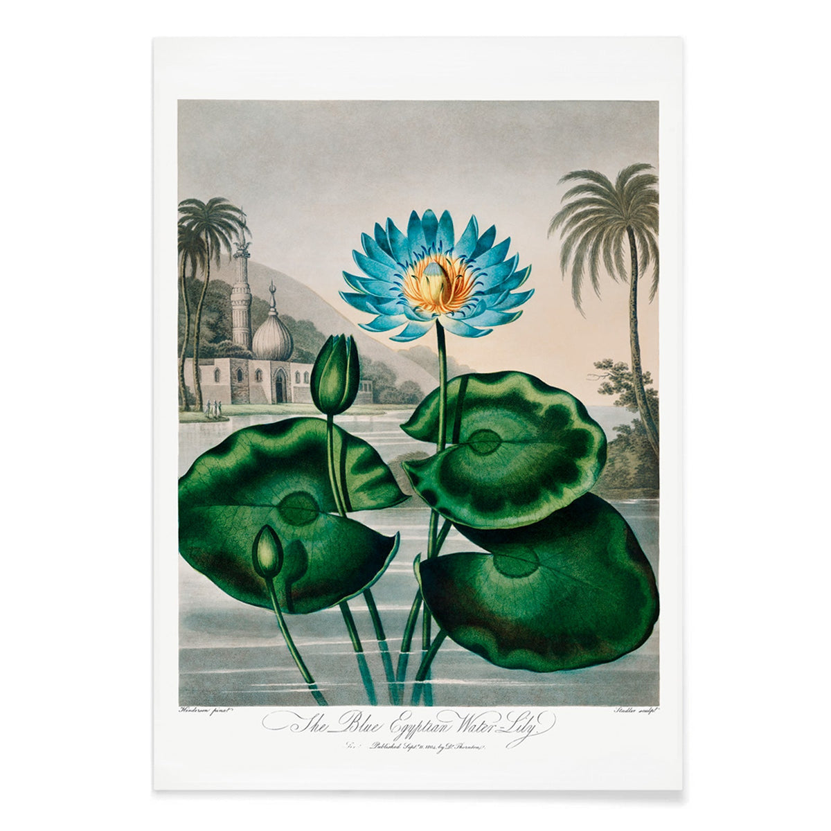 Le nénuphar égyptien bleu Canvas Print