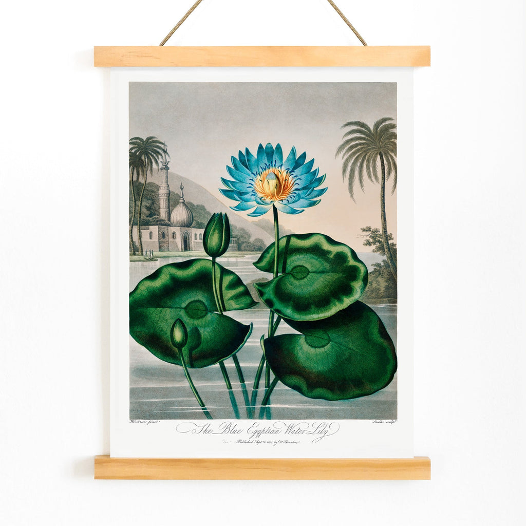 Le nénuphar égyptien bleu Canvas Print