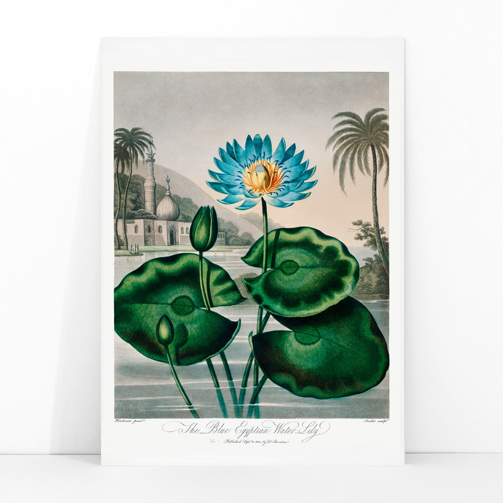 Le nénuphar égyptien bleu Canvas Print