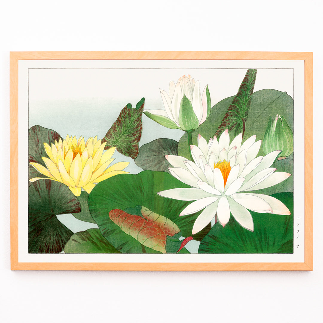 Nymphaea lotus Canvas Print