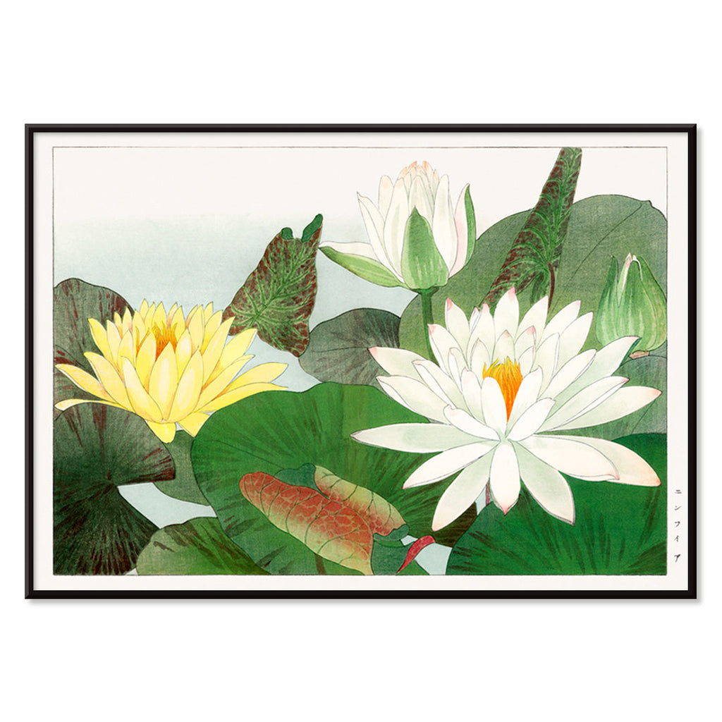 Nymphaea lotus Canvas Print