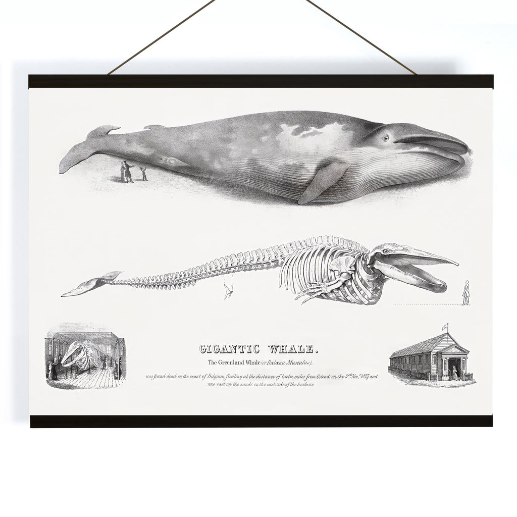 Baleine bleue Balaenoptera musculus Canvas Print