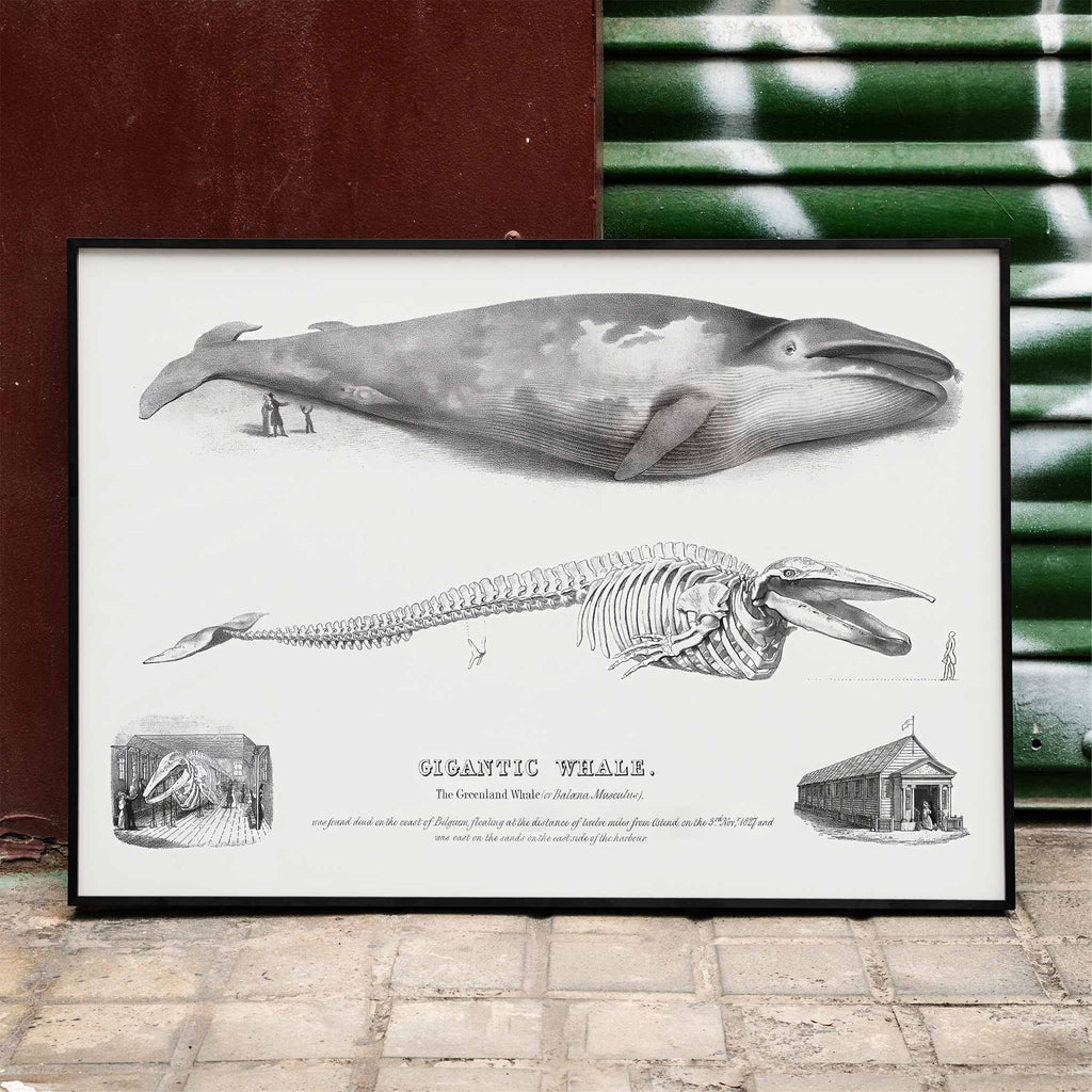 Baleine bleue Balaenoptera musculus Canvas Print