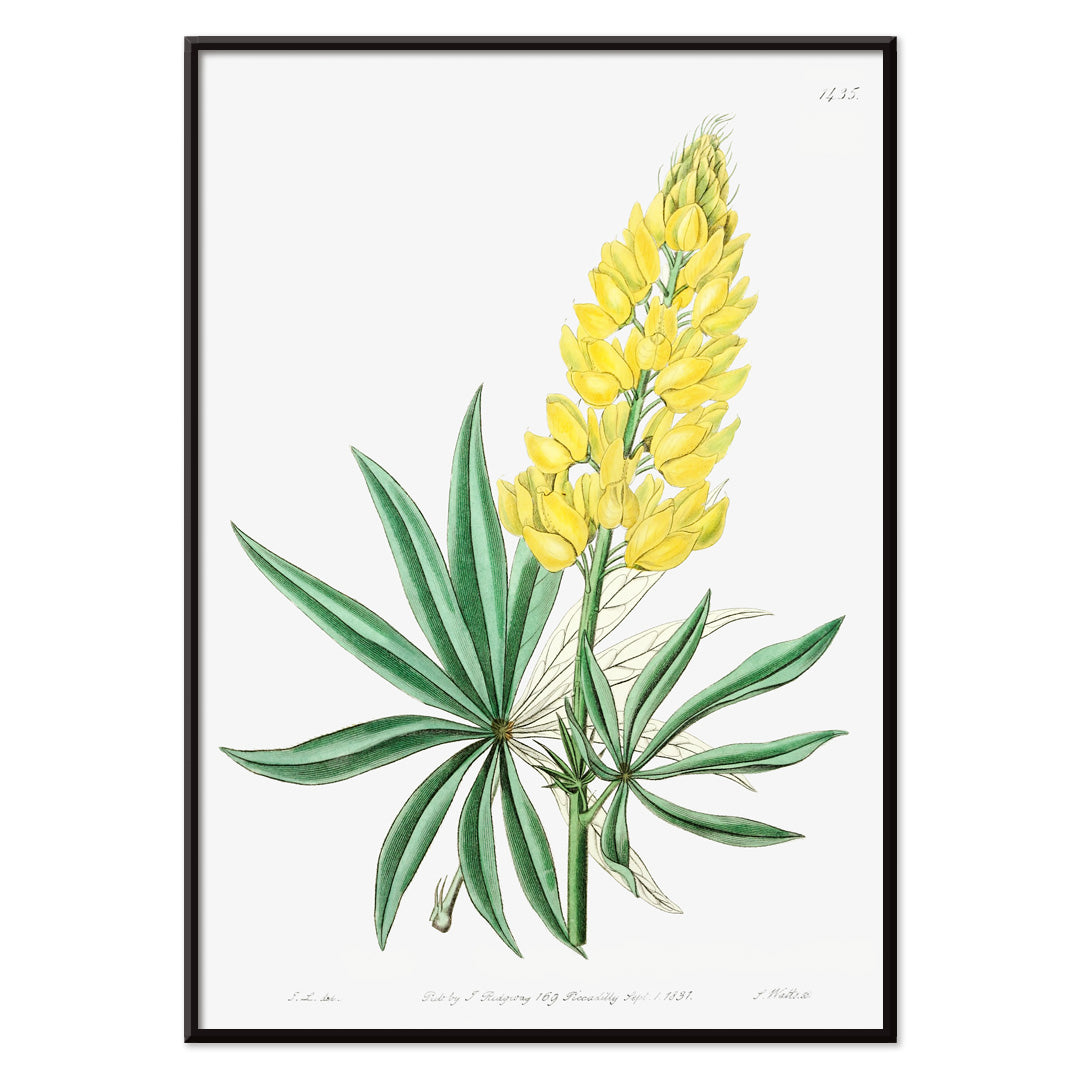 Lupin vivace jaune Canvas Print