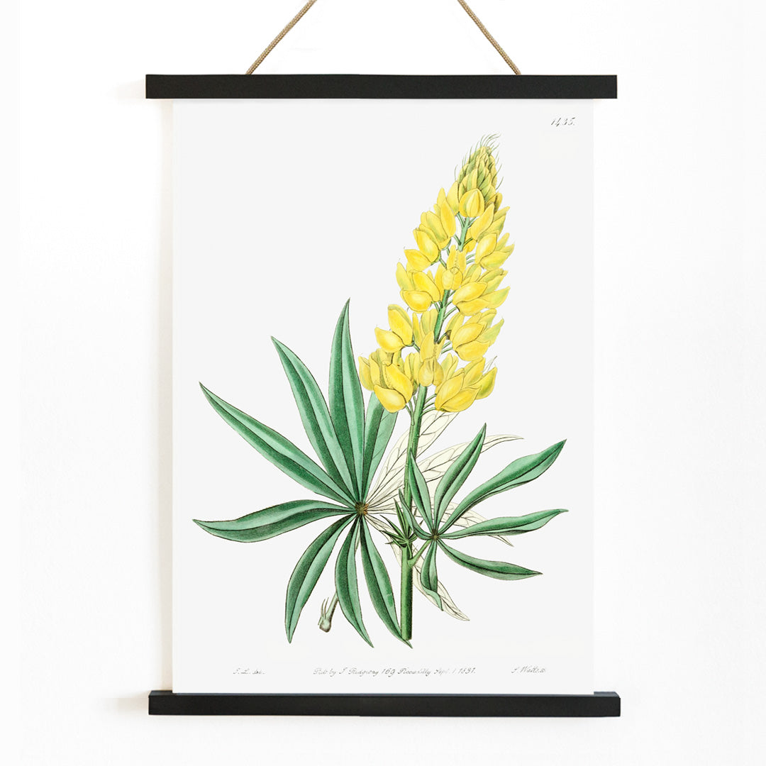Lupin vivace jaune Canvas Print