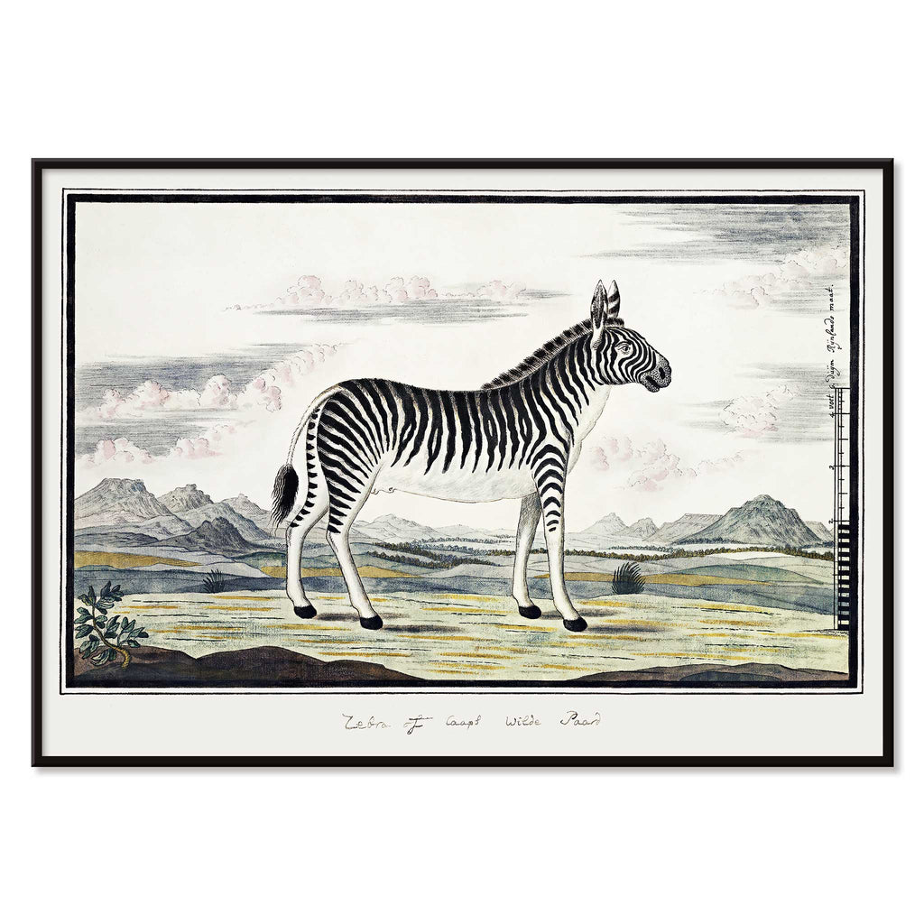Zèbre de montagne Canvas Print