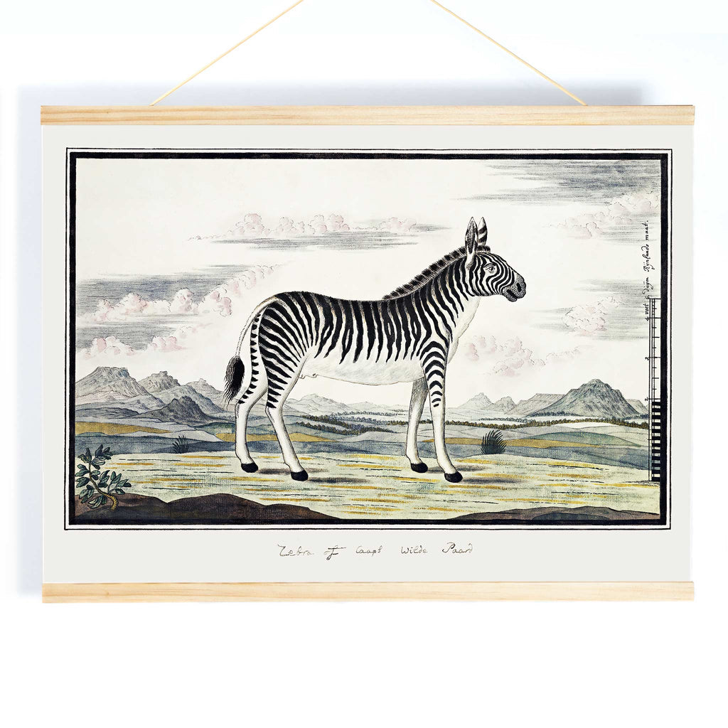 Zèbre de montagne Canvas Print