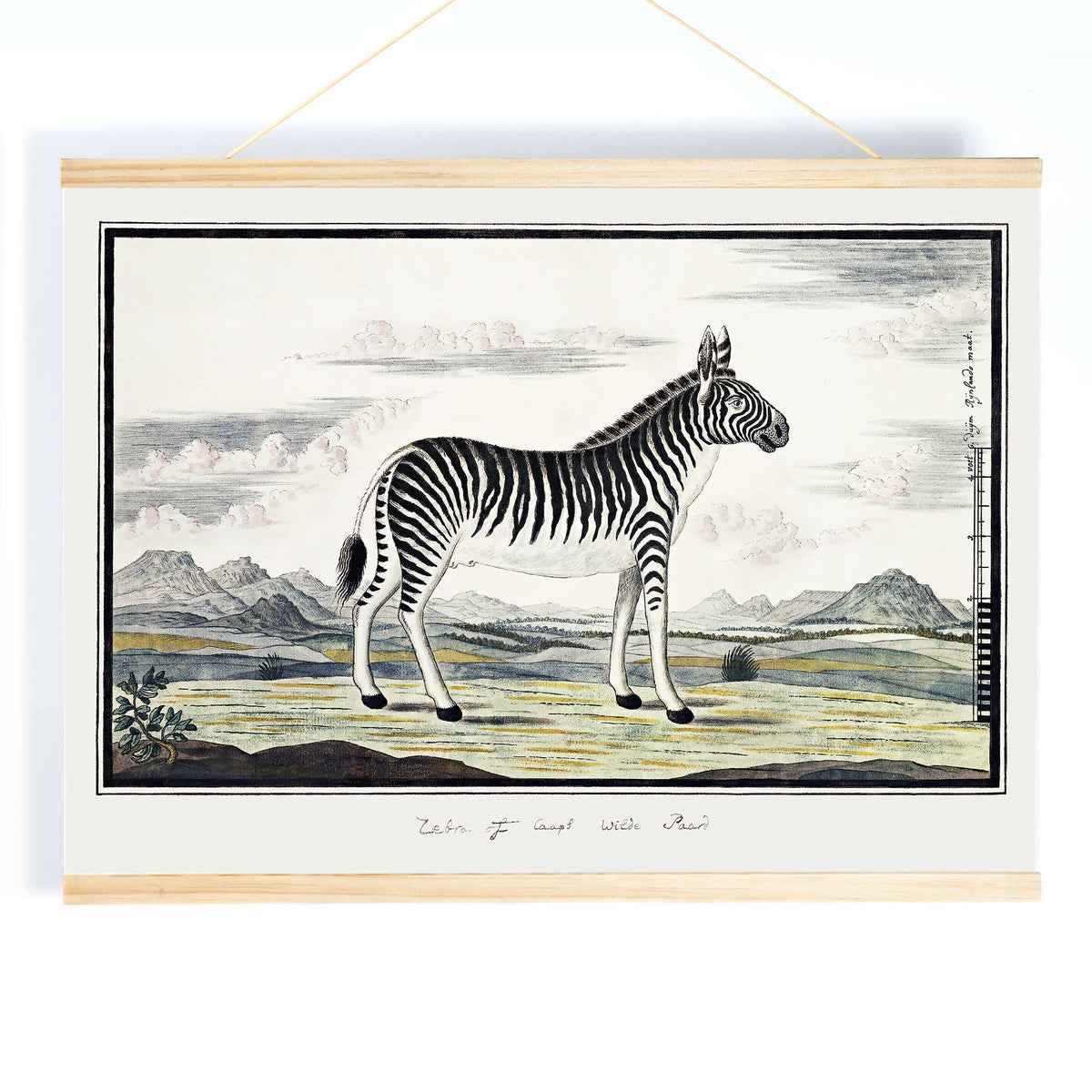 Zèbre de montagne Canvas Print