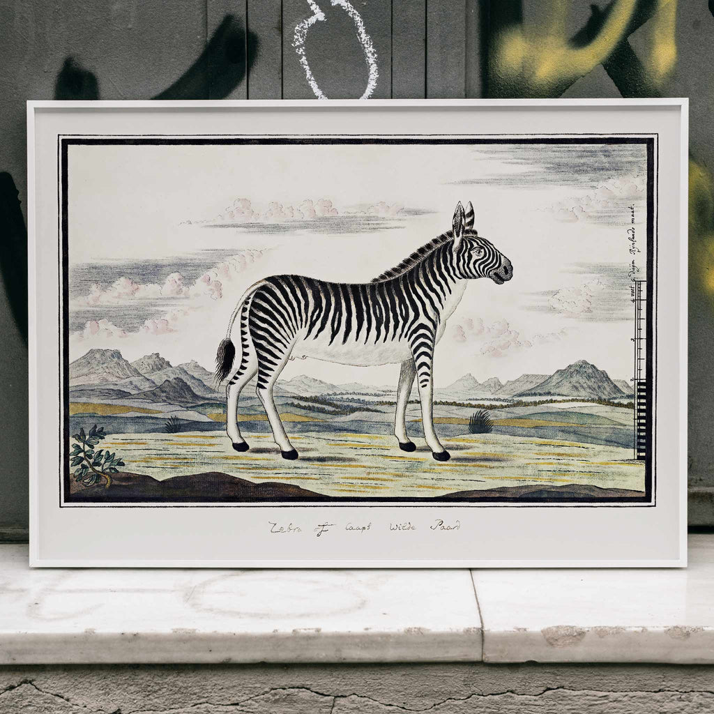 Zèbre de montagne Canvas Print
